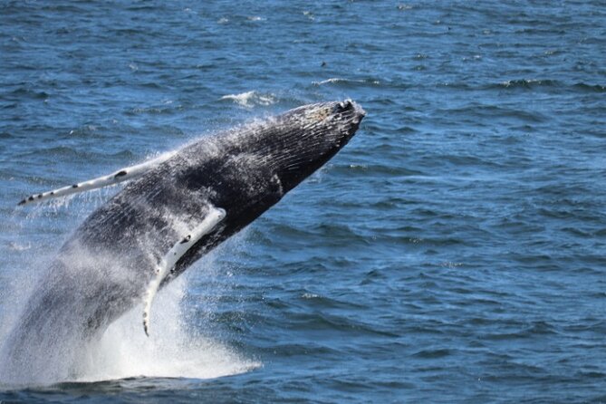 Guided Whale Watching Experience from Reykjavik - Key Things I’d Bank On Before You Go