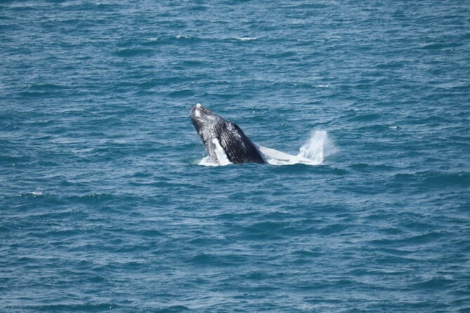 Guided Whale Watching Experience from Reykjavik - The Out-and-Back Route, Harpa, and That Clear-Day Horizon