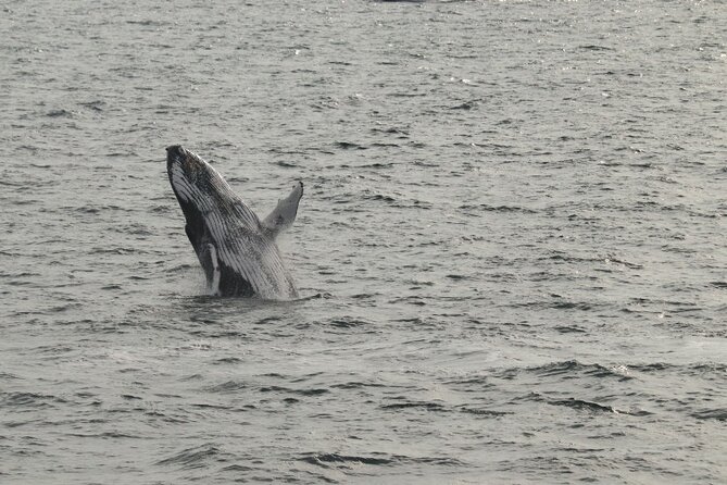 Guided Whale Watching Experience from Reykjavik - Your Guided Search for Whales and Other Marine Mammals