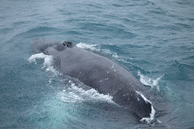 Guided Whale Watching Experience from Reykjavik - The Free Second Ticket: A Smart Risk Reducer
