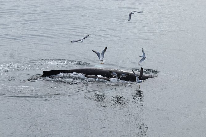 Guided Whale Watching Experience from Reykjavik - Food, Drinks, and Photography: Plan Like It’s a Winter Shoot