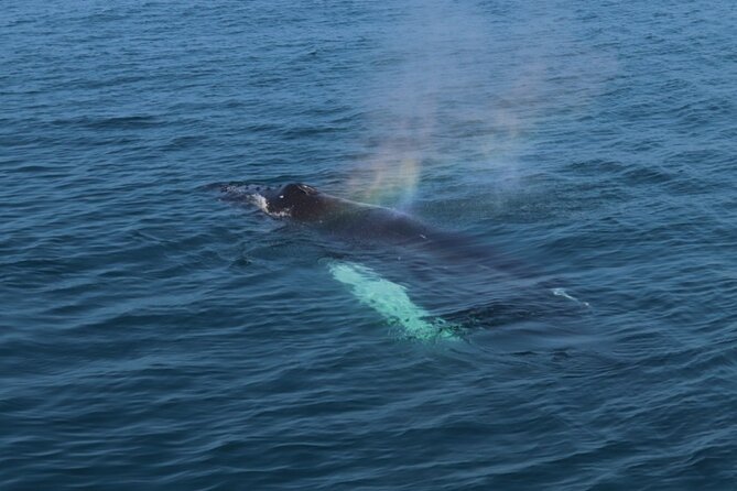 Guided Whale Watching Experience from Reykjavik - Duration and Group Size: Why These Numbers Matter