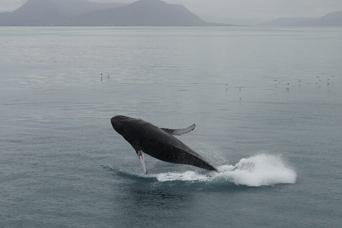 Guided Whale Watching Experience from Reykjavik - What Comfort Really Means on a Cold Harbour Cruise