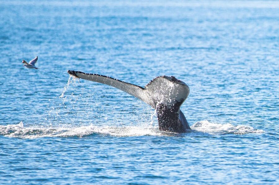 Hauganes: Whale Watching North Iceland - Key things to know before you go