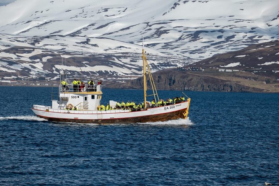 Hauganes: Whale Watching North Iceland - The whale watching hour in Eyjafjörður Fjord