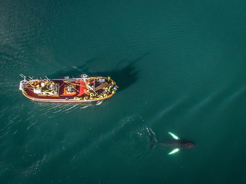 Hauganes: Whale Watching North Iceland - Timing on your day: a calm 2.5-hour block, not an all-day gamble