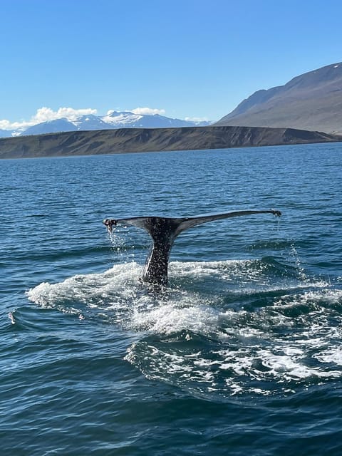 Hauganes: Whale Watching North Iceland - The boat and comfort plan (so cold weather is not your main character)