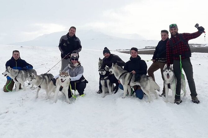 Hiking with Husky in Akureyri - Back at the house: cuddles, puppies, and meeting the full pack