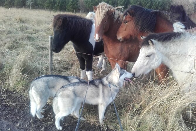 Hiking with Husky in Akureyri - Who should book, and who might want a different outing