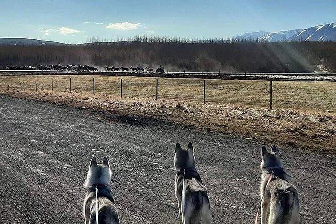 Hiking with Husky in Akureyri (private) - Key things to know before you go