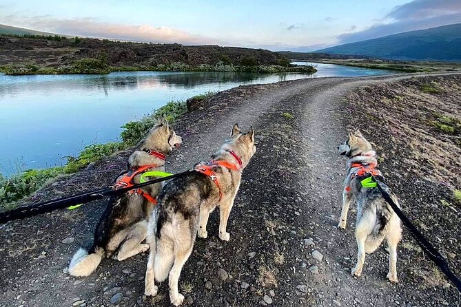 Hiking with Husky in Akureyri (private) - How the husky-led walk works, from harness to trail