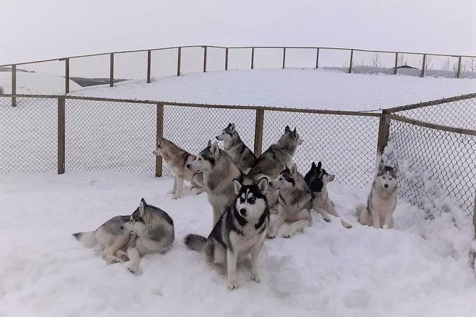 Hiking with Husky in Akureyri (private) - The scenery part: sea, mountains, forest, and countryside in one short outing