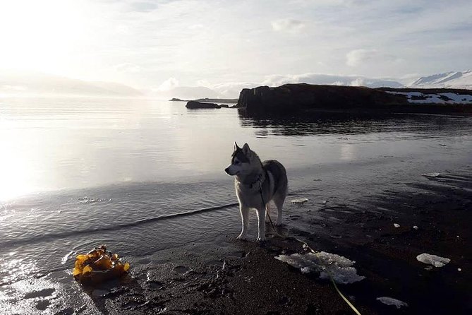 Hiking with Husky in Akureyri (private) - The husky welcome yard: where the pack noise becomes real joy