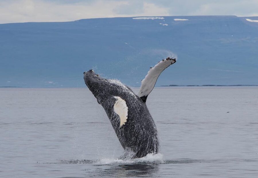 Hólmavík: Whale Watching Tour - The 2.5-hour plan: what happens once you’re on the boat