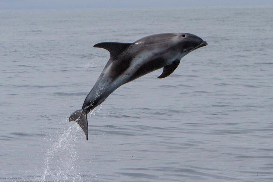 Hólmavík: Whale Watching Tour - Humpbacks first: the species lineup in this sheltered fjord