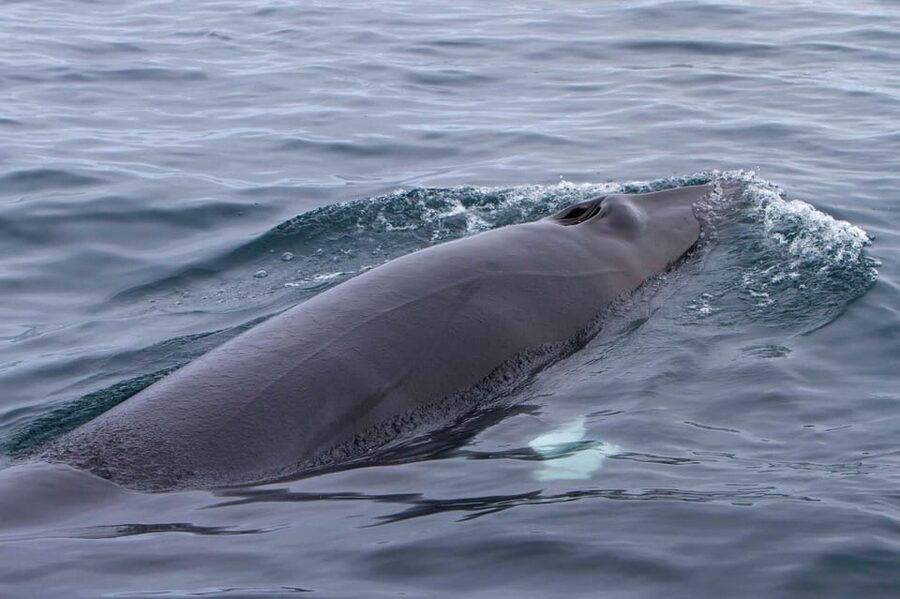 Hólmavík: Whale Watching Tour - Who this tour suits best (and who might want to think twice)