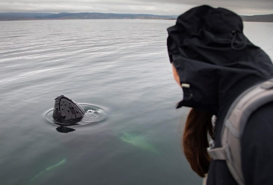 Hólmavík: Whale Watching Tour - Tips to maximize your odds, without overplanning