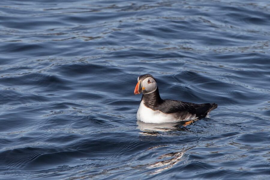 Hólmavík: Whale Watching Tour - Quick facts at a glance