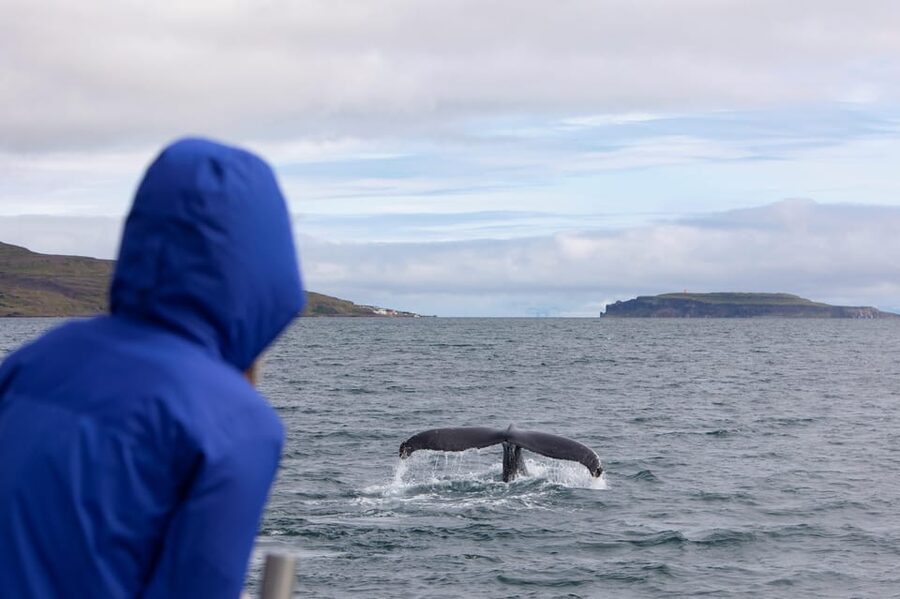 Hólmavík: Whale Watching Tour - Should you book this Hólmavík whale watching tour?