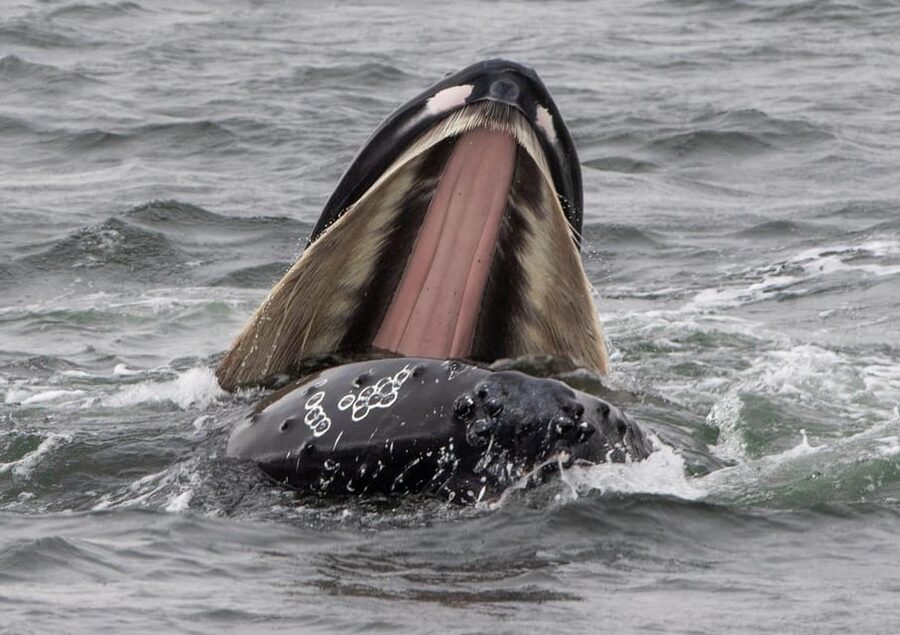 Hólmavík: Whale Watching Tour - Price and value: is $101 per person money well spent?