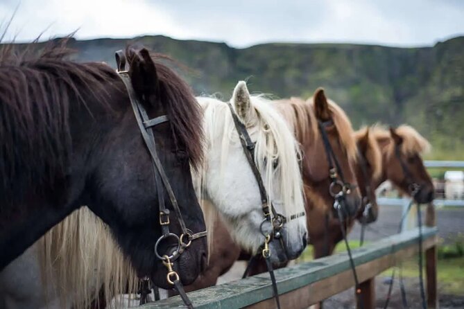 Horse Riding Tour in Reykjadalur (Smoky Valley)-All Riding Levels - Key highlights worth knowing before you go