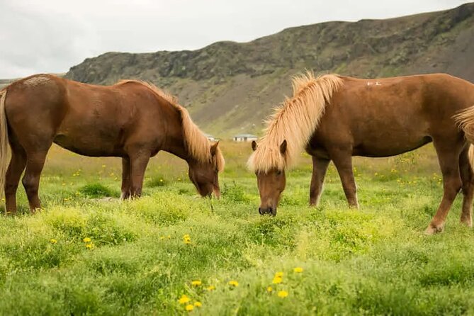 Horse Riding Tour in Reykjadalur (Smoky Valley)-All Riding Levels - Meeting at Sólhestar Reykjadalur: gear up, warm up, and get oriented