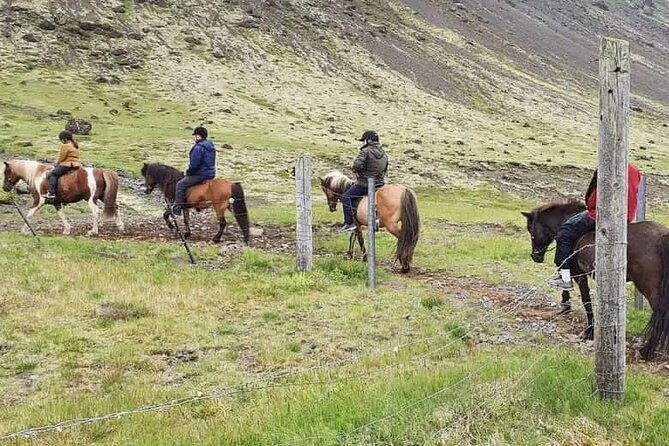 Horse Riding Tour in Reykjadalur (Smoky Valley)-All Riding Levels - The horses and the promise of five gaits