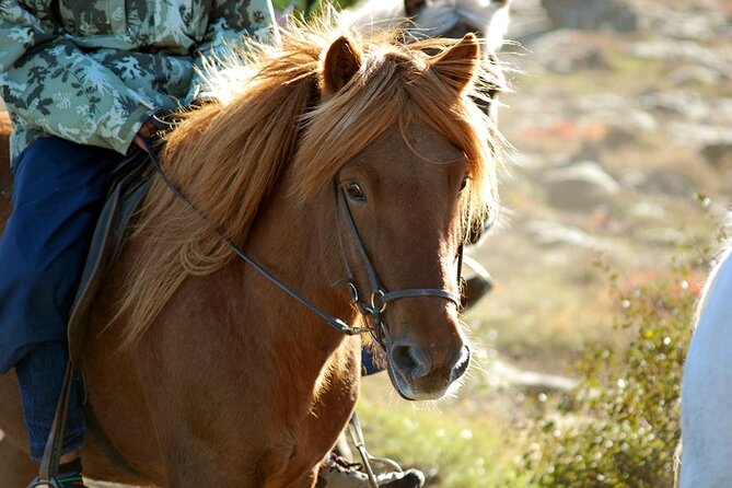 Horseback Riding Tour in Iceland - Quick reality check: 50 minutes of Icelandic horse power in Reykjavik
