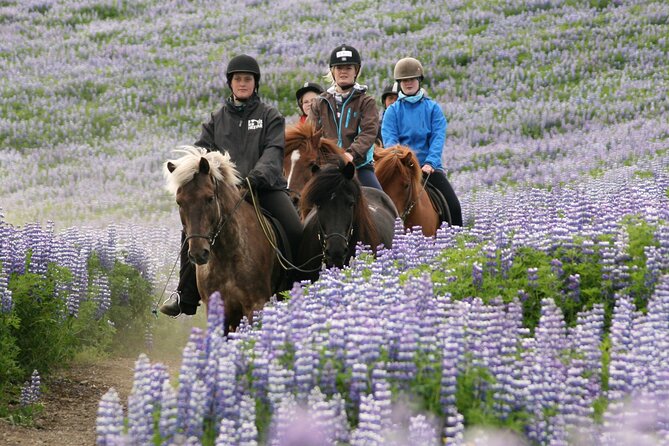 Horseback Riding Tour in Iceland - Group size and vibe: small team, less downtime