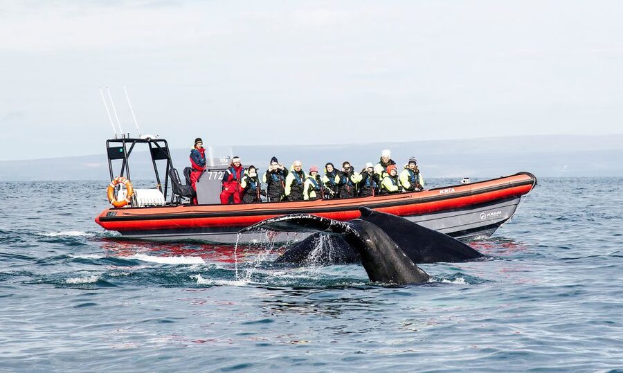 Húsavík: Big Whales and Puffin Island Speedboat Tour - Key points before you go