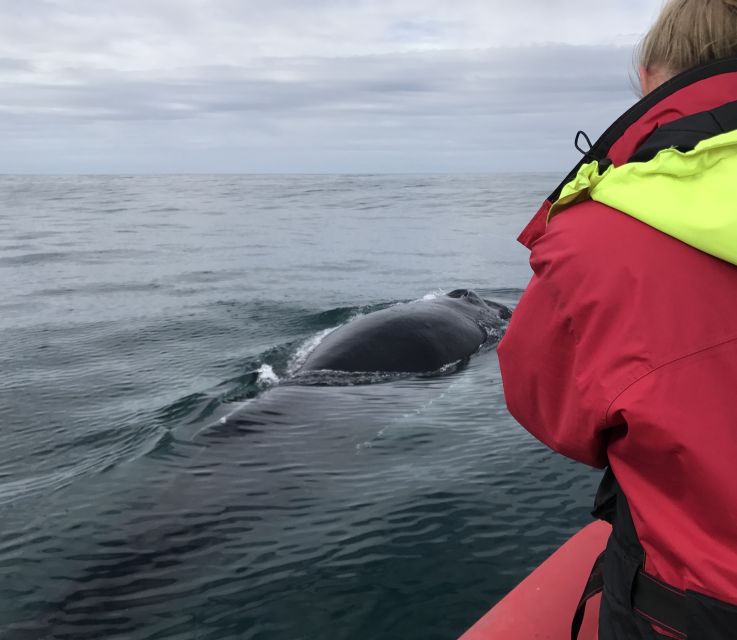 Húsavík: Big Whales and Puffin Island Speedboat Tour - Price in context: is $198 worth it?