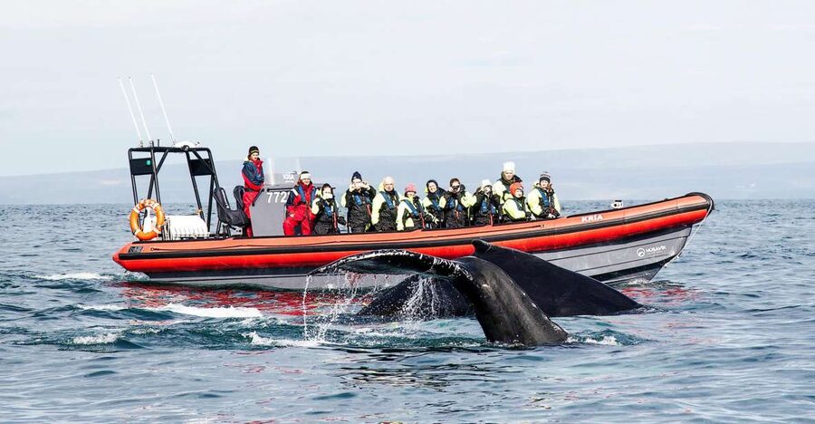 Húsavík: Big Whales and Puffin Island Speedboat Tour - Why a RIB from Húsavík works for whales and puffins