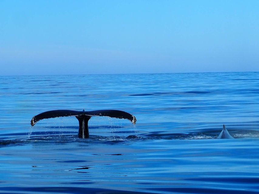 Húsavík: Big Whales and Puffin Island Speedboat Tour - Skjálfandi Bay: where you scan for more than ten species