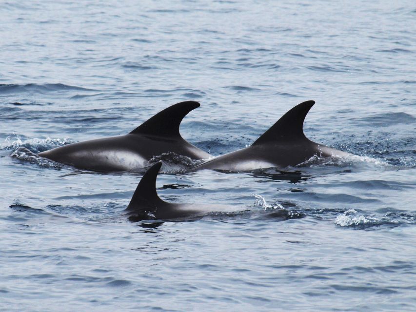 Húsavík: Big Whales and Puffin Island Speedboat Tour - Lundey Island puffins: the seasonal payoff that makes this tour feel complete