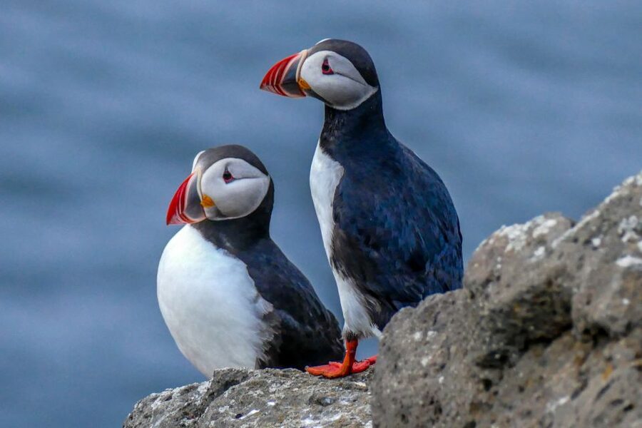 Húsavík: Big Whales and Puffin Island Speedboat Tour - What the 2 hours really feel like on the water