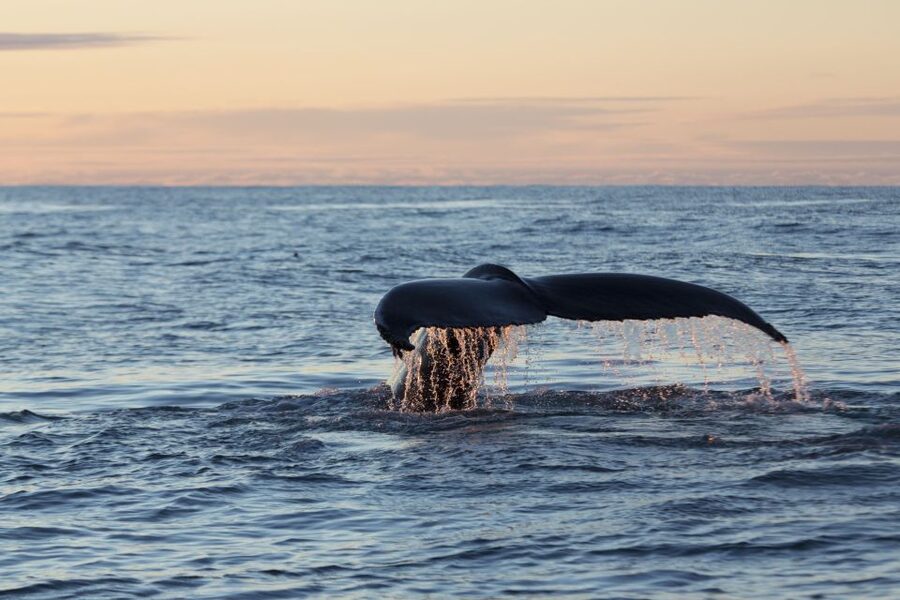 Húsavík: Big Whales and Puffin Island Speedboat Tour - Safety, guide style, and the small-group advantage