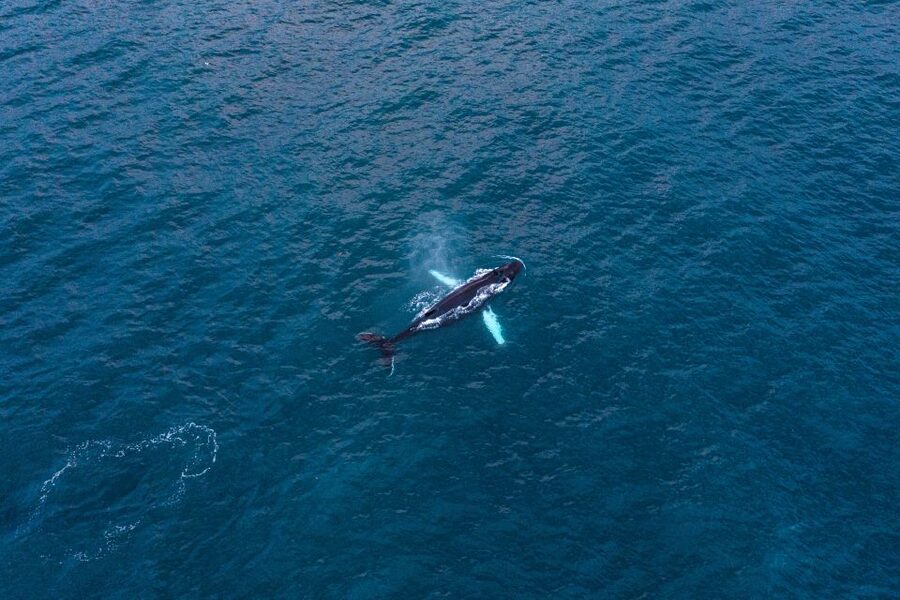 Húsavík: Big Whales and Puffin Island Speedboat Tour - How often you’ll actually see whales
