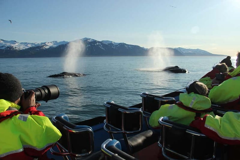 Húsavík: Original Big Whale Safari & Puffins by Speedboat - Key highlights worth your time