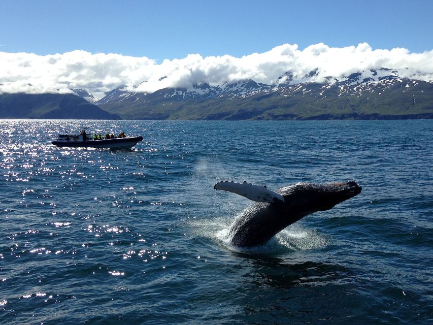 Húsavík: Original Big Whale Safari & Puffins by Speedboat - Wildlife odds, weather reality, and what happens if whales do not show