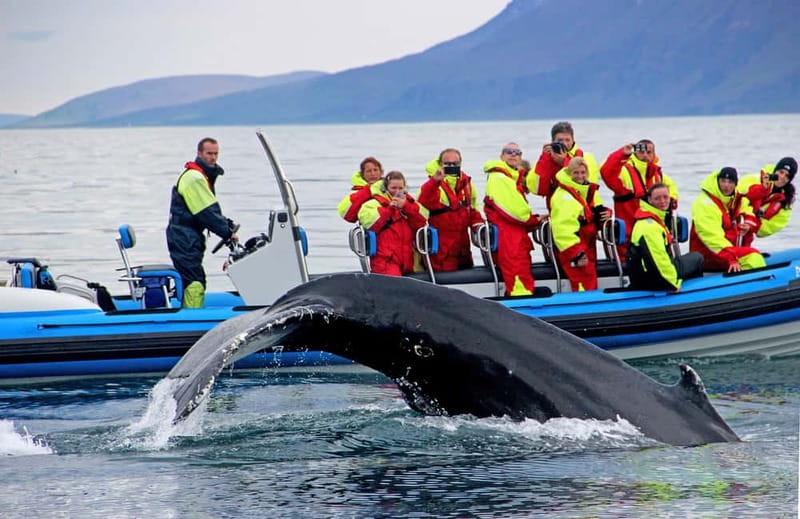 Húsavík: Original Big Whale Safari & Puffins by Speedboat - Why Húsavík’s RIB safari feels like the smart way to spot whales