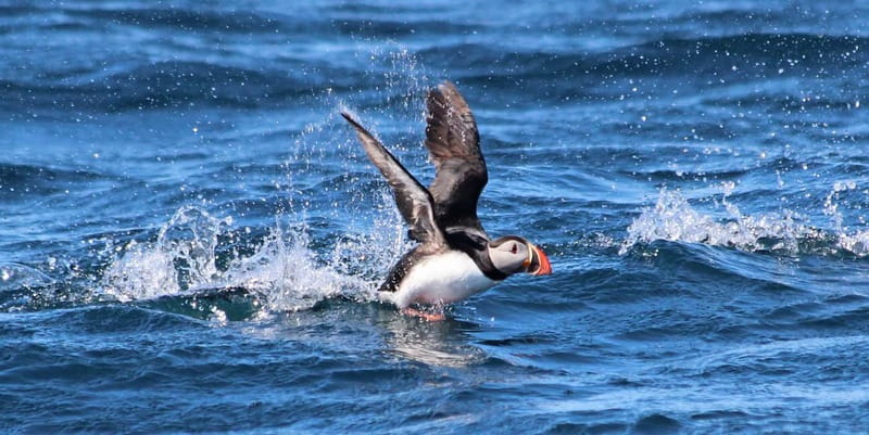 Húsavík: Original Big Whale Safari & Puffins by Speedboat - Puffin Island stop: what you’ll see and why it matters