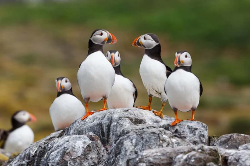 Húsavík: Original Big Whale Safari & Puffins by Speedboat - From Puffin Island back out to Skjálfandi Bay: the rhythm of the 2 hours