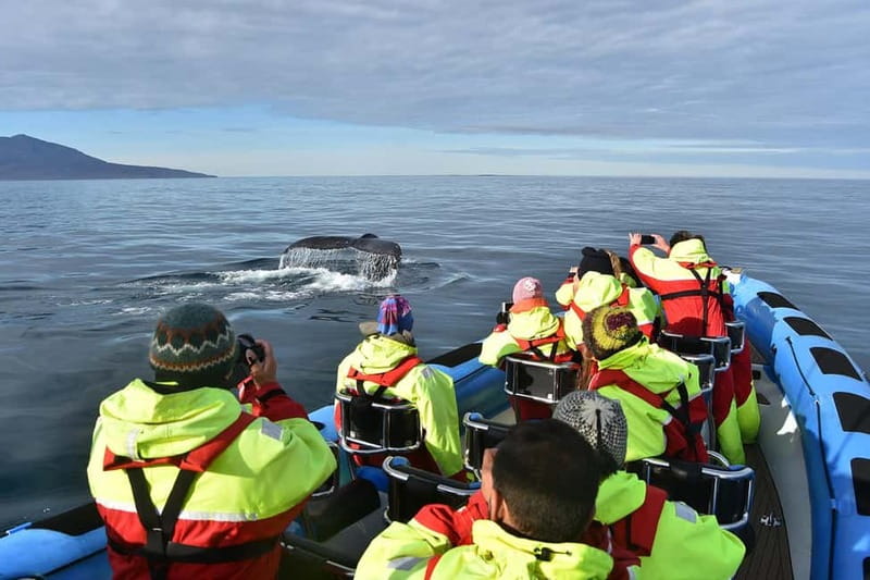 Húsavík: Original Big Whale Safari & Puffins by Speedboat - Whale hunting with a RIB: what the speed changes for your viewing