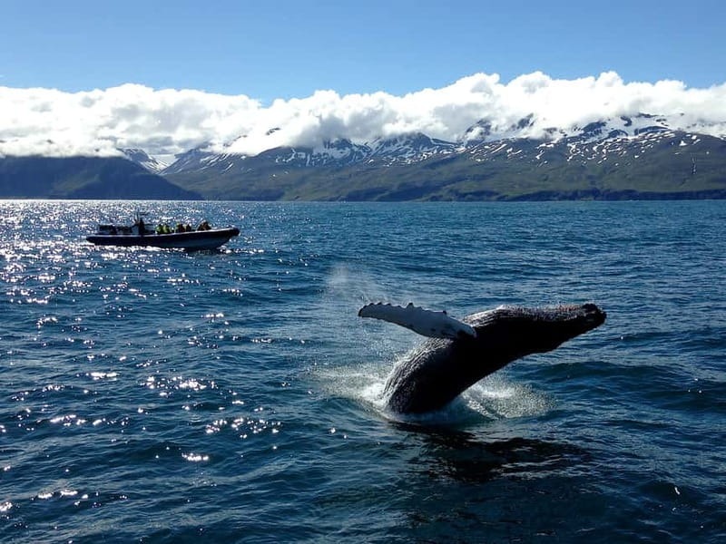 Húsavík: Original Big Whale Safari & Puffins by Speedboat - How the guides shape the whole experience