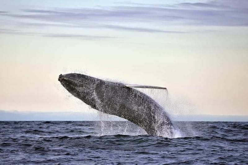 Húsavík: Original Big Whale Safari & Puffins by Speedboat - Price and what you are really paying for at $175 per person