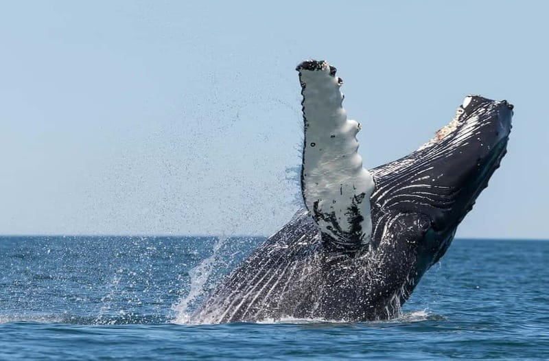 Húsavík: Traditional Whale Watching Tour - Key Highlights You Should Know