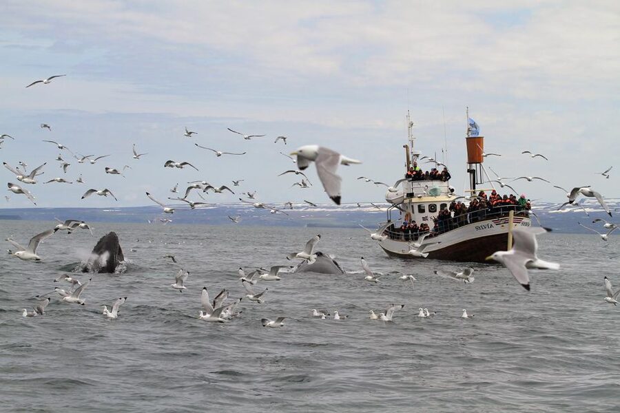 Húsavík: Traditional Whale Watching Tour - Who this tour suits best, and who should plan differently