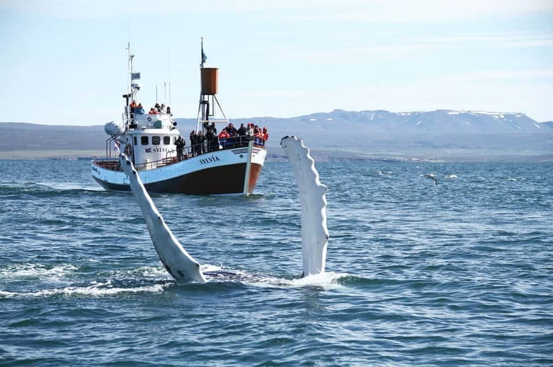 Húsavík: Traditional Whale Watching Tour - Húsavík and Skjálfandi Bay: Where whale watching actually works
