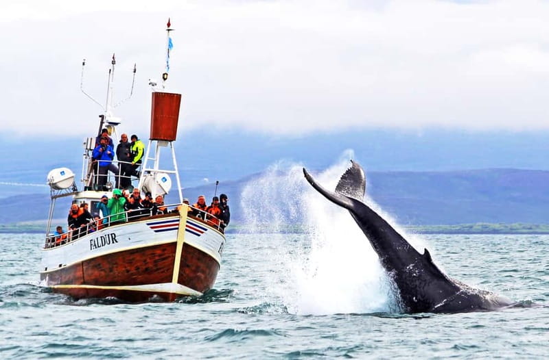 Húsavík: Traditional Whale Watching Tour - Before you leave: the Gent le Giants ticket center routine
