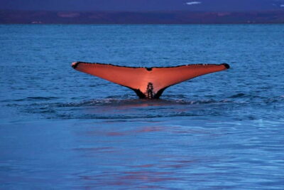 Traditional Whale Watching Tour